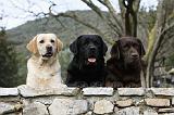 LABRADOR 706